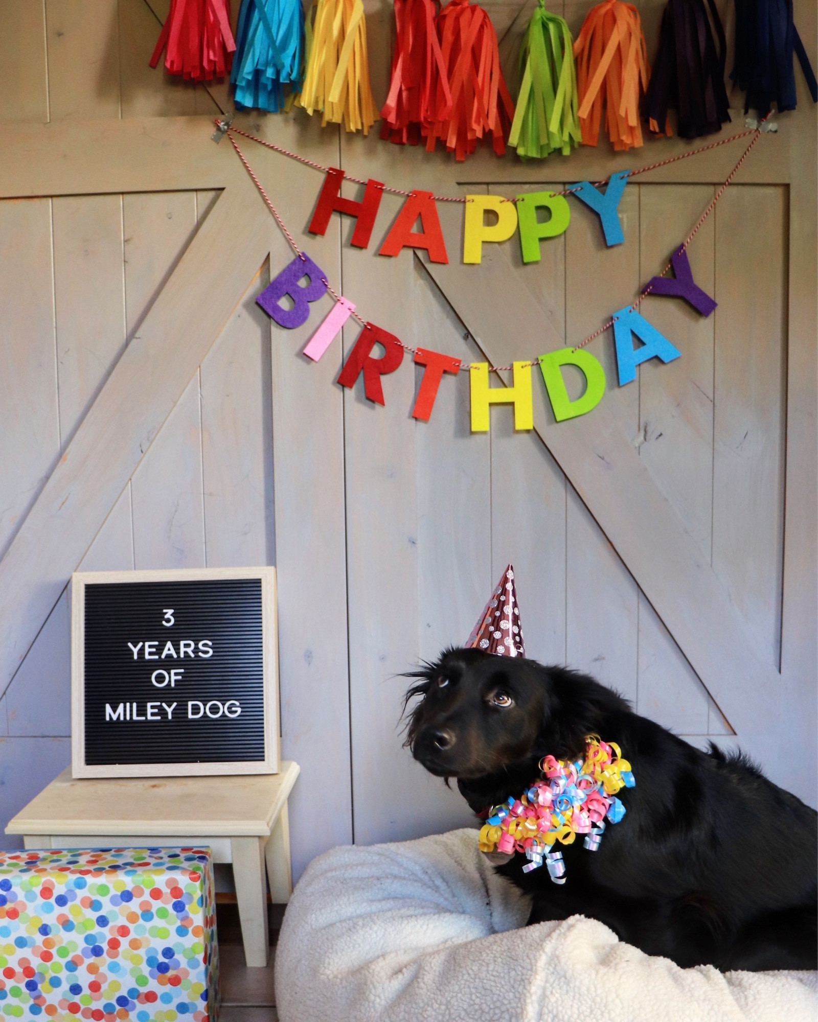It’s her party and she’ll pout if she wants to. Birthday cake toy by Chewy

#LTKfindsunder50