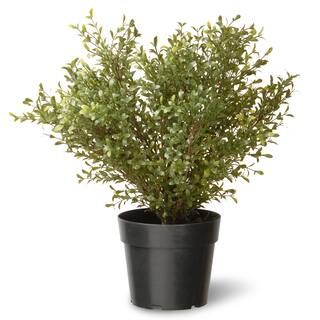 24" Argentea Plant with Green Pot | Michaels Stores