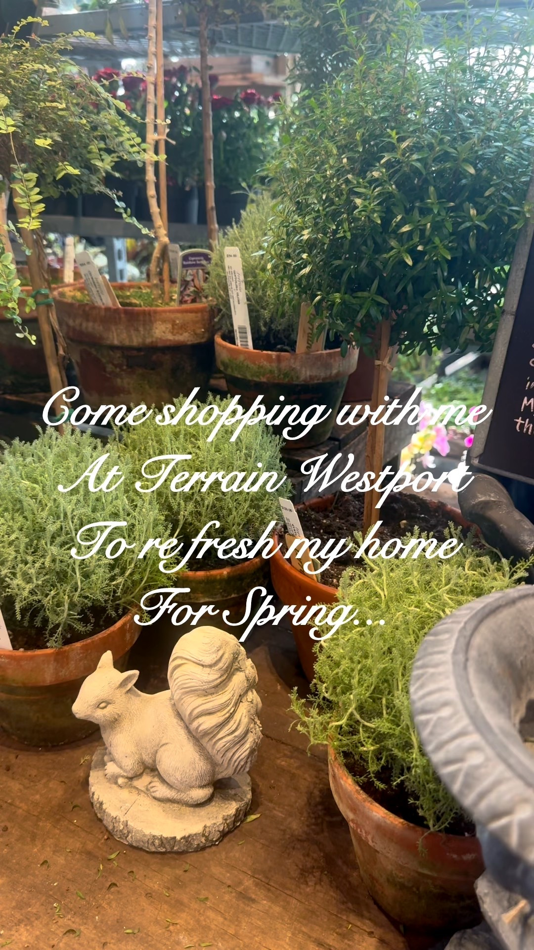 Winter felt especially long this year, so I escaped to one of my favorite places for inspirationTerrain in Westport—and it was exactly the spring refresh my heart needed. 🌿

The moment I walked in, I was surrounded by the softest blush hellebores, fresh herbs, mossy and blue and white planters, and the kind of timeless garden pieces that instantly cure the winter blues. This is where I find those special details that bring the cottage garden feeling indoors while we wait for the real garden to wake up.

I’ve linked my favorite finds from aged terracotta planters to beautiful garden accents and spring inspired home pieces to help you create that fresh, hopeful feeling at home too.

Spring is coming… and sometimes inspiration is the best way to begin.

Shop everything here → follow me on LTK @oldcastlecottage


#LTKSeasonal #LTKHome #LTKdayinmylife