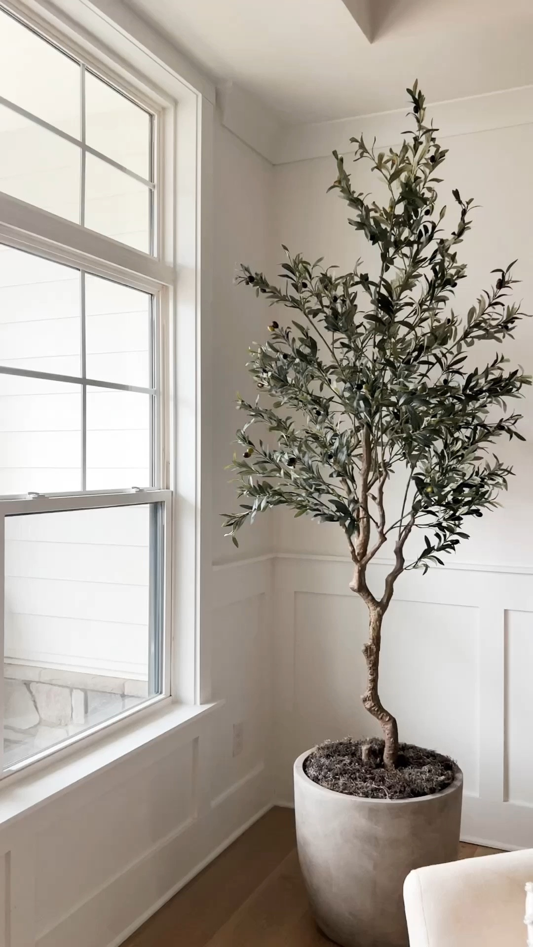 My 8ft olive tree is back in stock! 

Amazon home, Amazon finds, Amazon home finds, faux olive tree, concrete planter 

#LTKsalealert #LTKhome