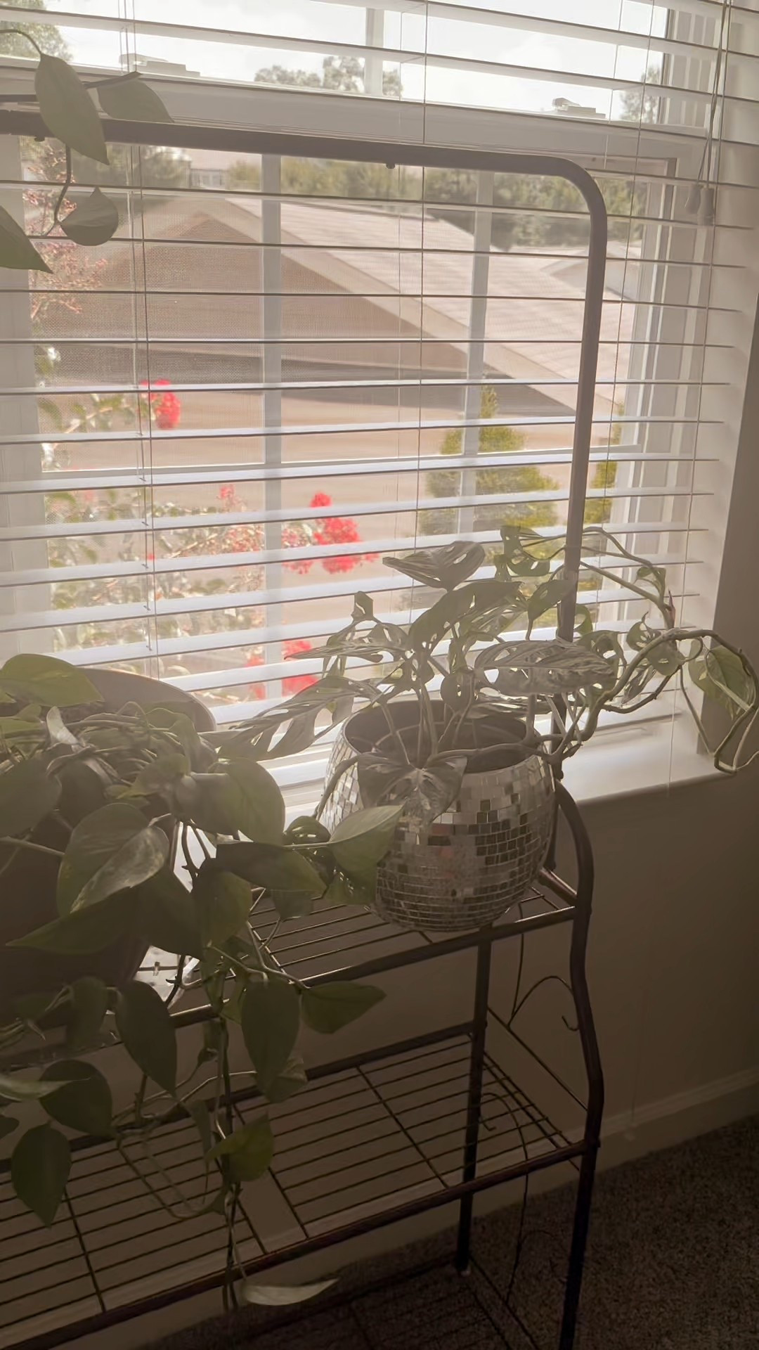 Disco ball planter #planter #plantlady #plants

#LTKSaleAlert #LTKFindsUnder50 #LTKHome