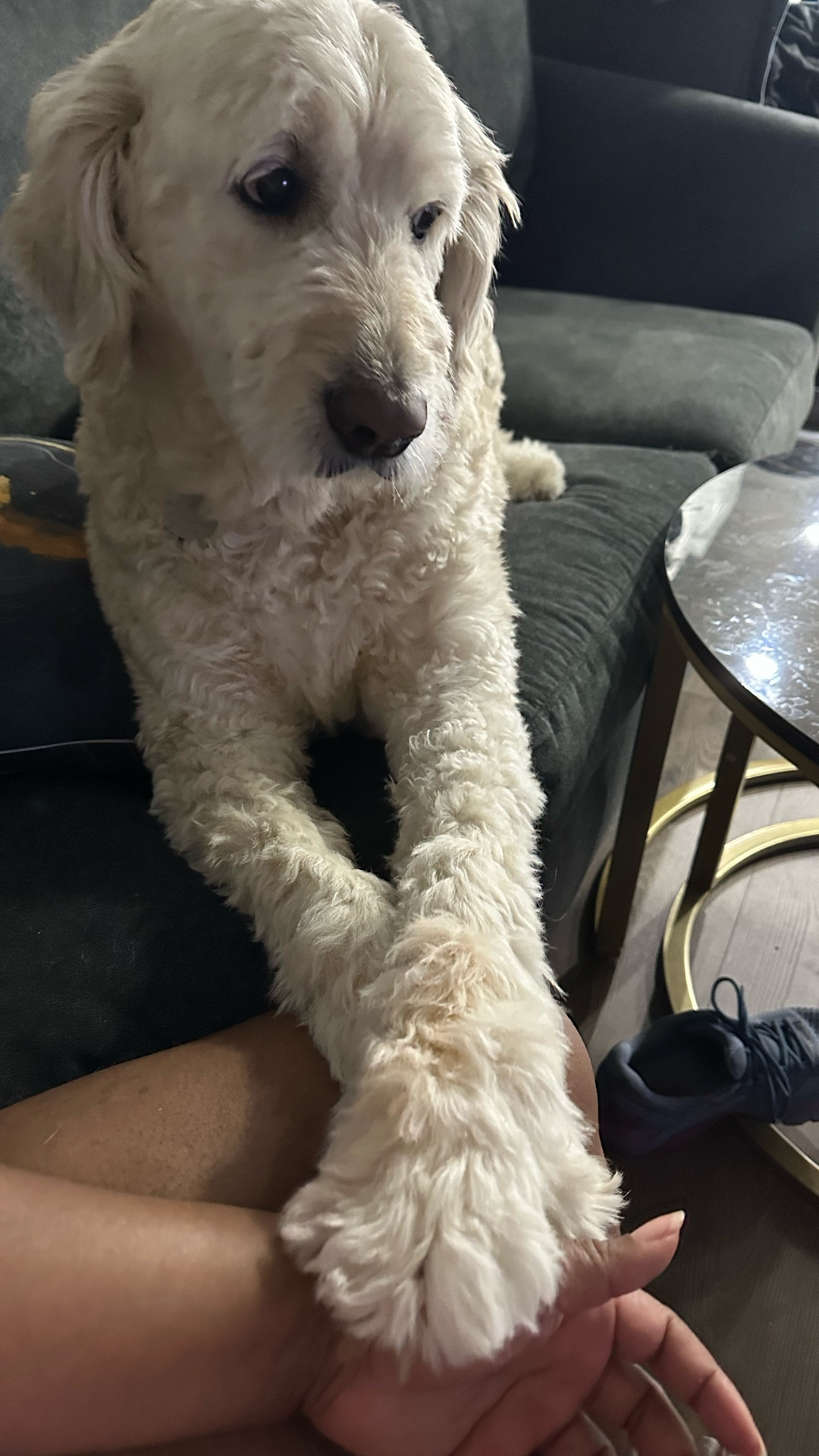 The best nail clipper for big dogs!

#LTKPets #LTKFindsUnder50 #LTKGiftGuide