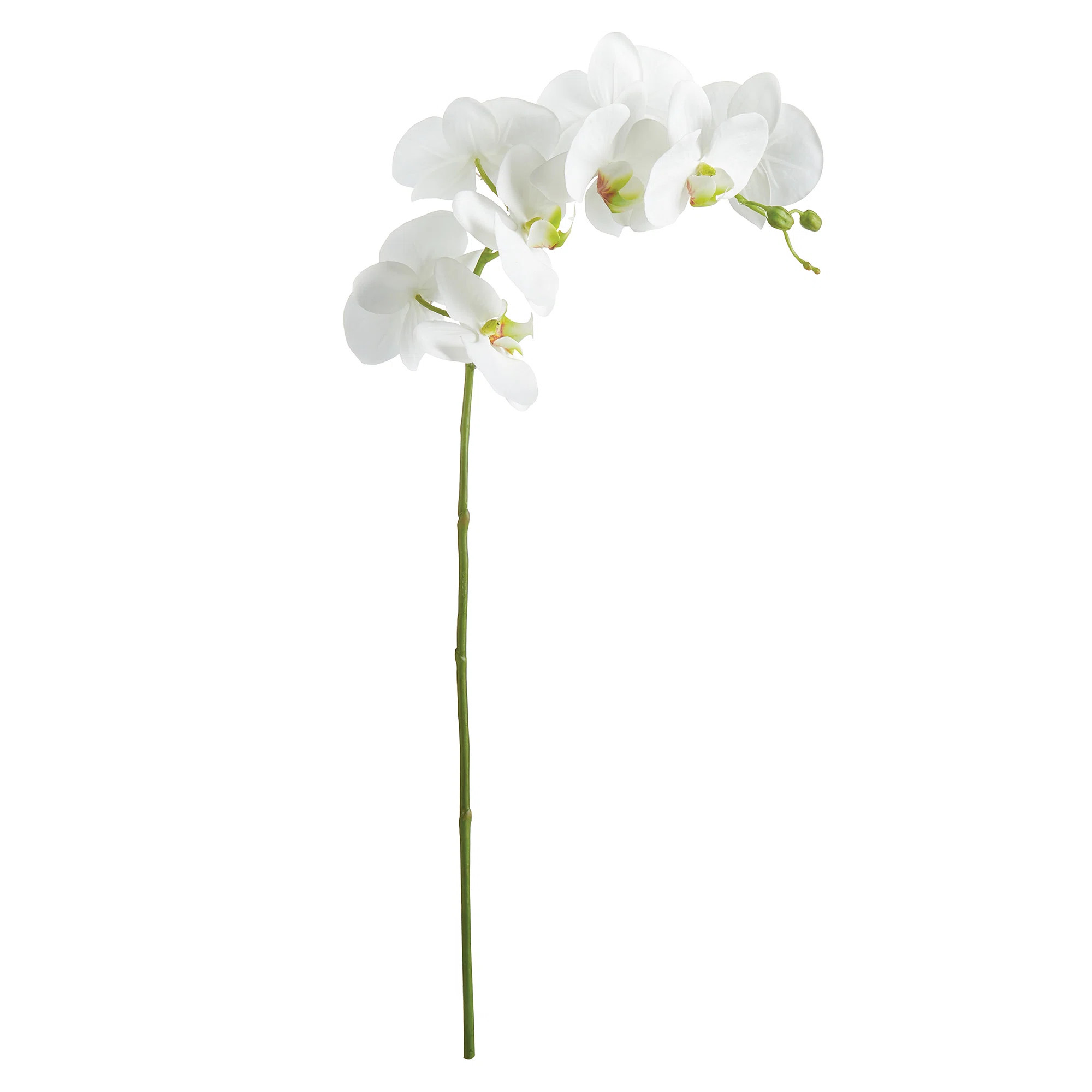 PHALAENOPSIS ORCHID STEM 28" (Set of 4) | Wayfair North America