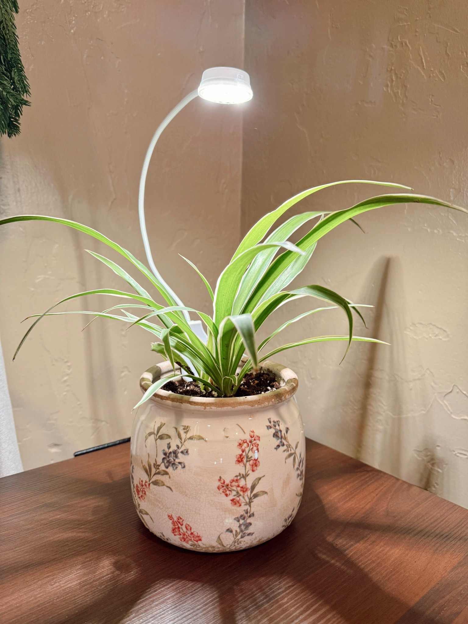 The cuuuutest little vintage pot❣️ Pot, indoor plant light, AND spider plant allll from Amazon! Yes, you can buy live plants on Amazon - so convenient ☺️ Benefits of having a spider plant indoors: Purifies the air by removing common toxins like formaldehyde, xylene, carbon monoxide, dust, and mold spores! Andddd they are safe for pets! #amazon #plants #vintage #amazonfinds 

#LTKFindsUnder50 #LTKHome #LTKCyberWeek