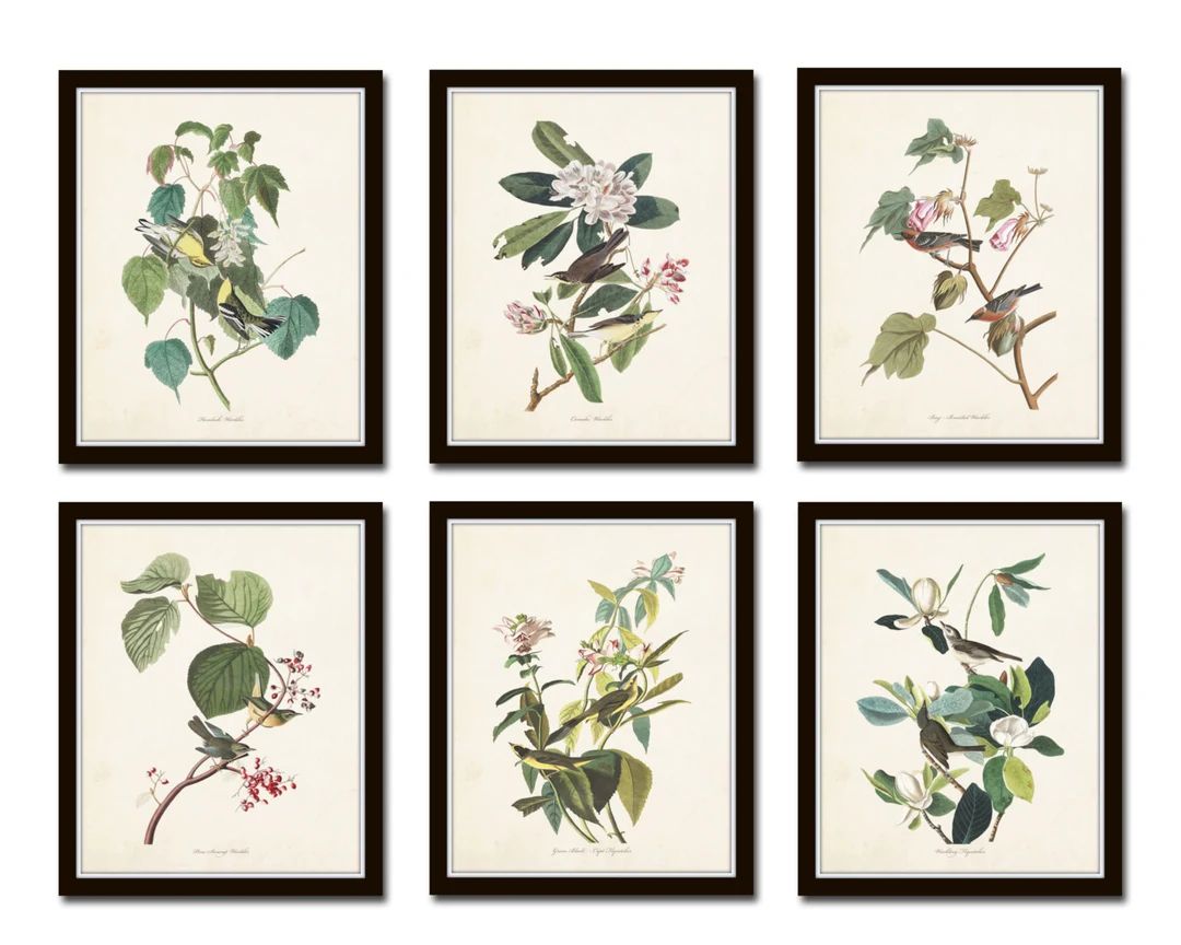 Audubon Birds Print Set No. 24, Botanical Prints, Illustration, Collage, Vintage Bird Prints, Gic... | Etsy (US)