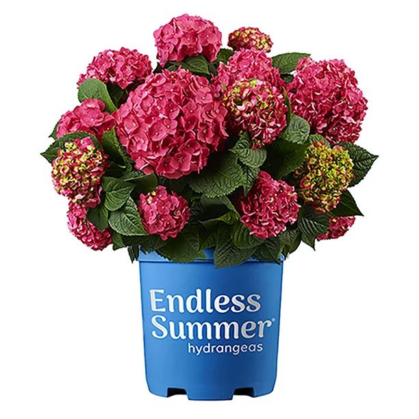 Endless Summer Summer Crush Hydrangea Live Shrub (2 Gallon) | Walmart (US)