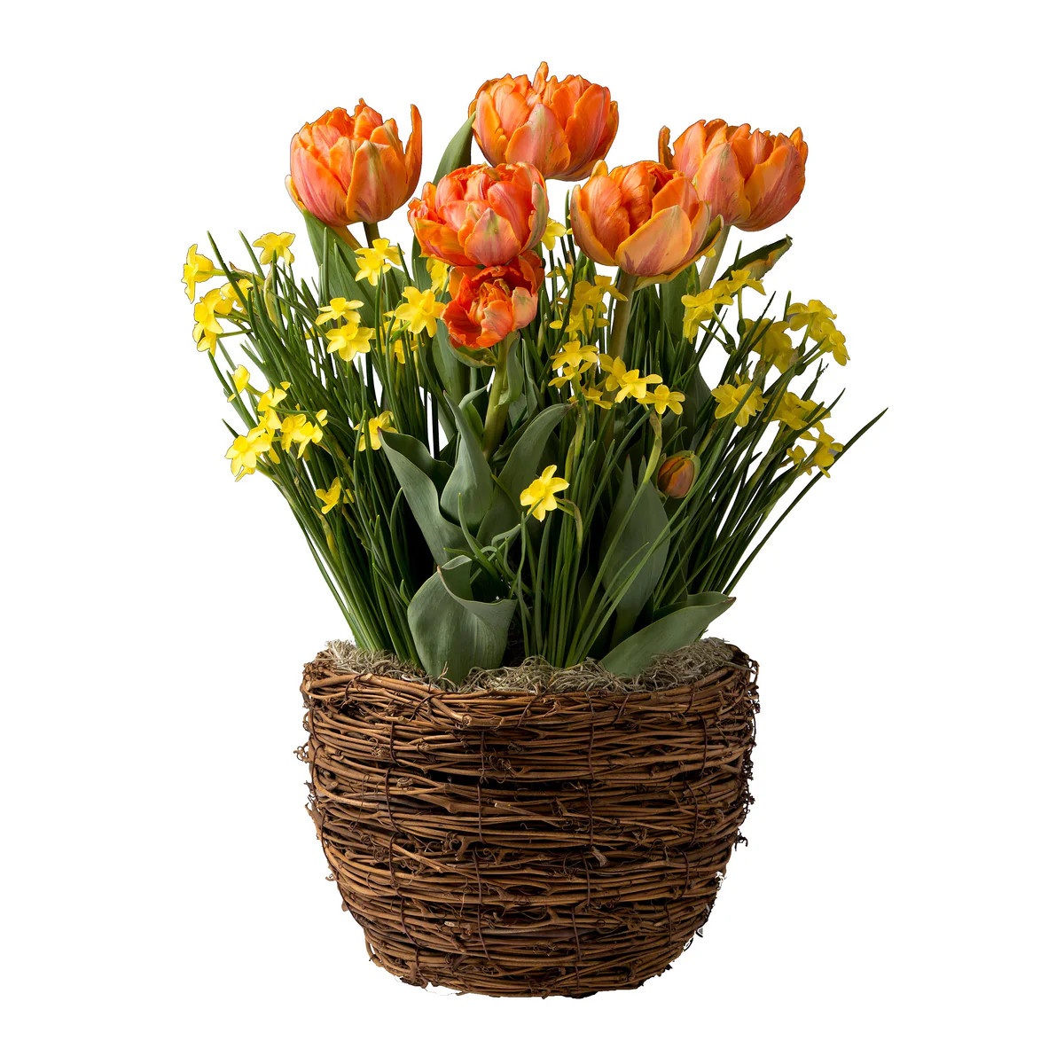 Orange Tulip Flower Bulb Gift Garden | Plow & Hearth