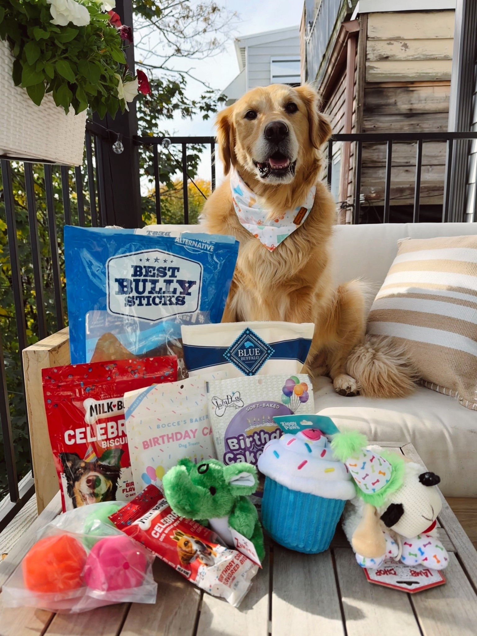 treats and toys I got my dog for his birthday! 

#LTKPets