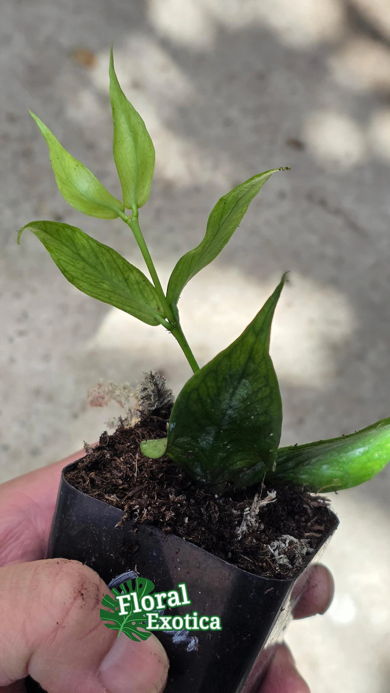 Hoya Polyneura - Fishtail Hoya - Starter Plant - US Shipping - Etsy | Etsy (US)