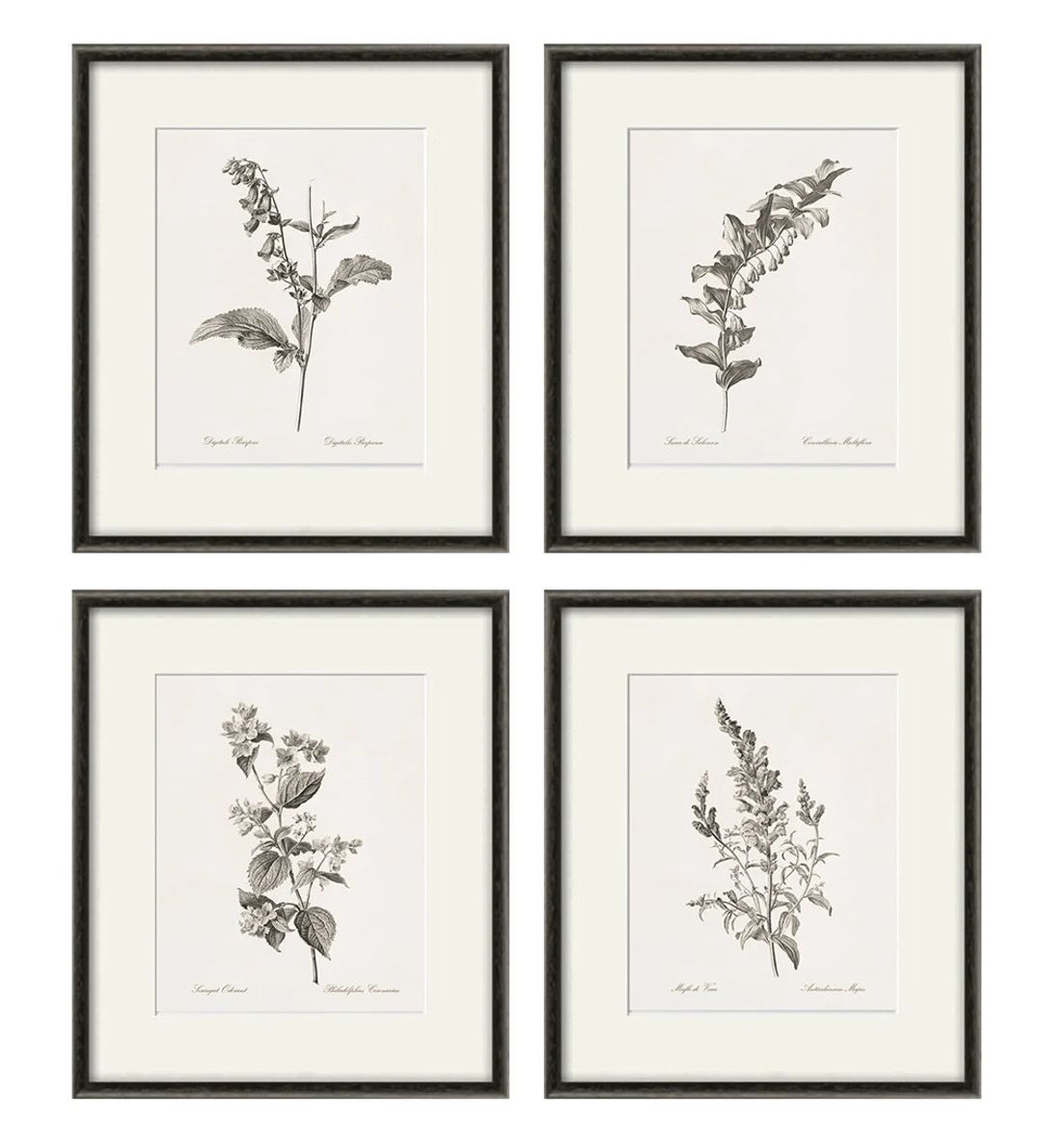 Antique Botanical Prints SET of 4 Botanical Art Prints Flower - Etsy Canada | Etsy (CAD)