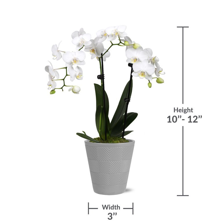 Just Add Ice Live Plant 15-20" Tall Petite White Orchid Live Plant in 3" Decorative Clay Pot - Wa... | Walmart (US)