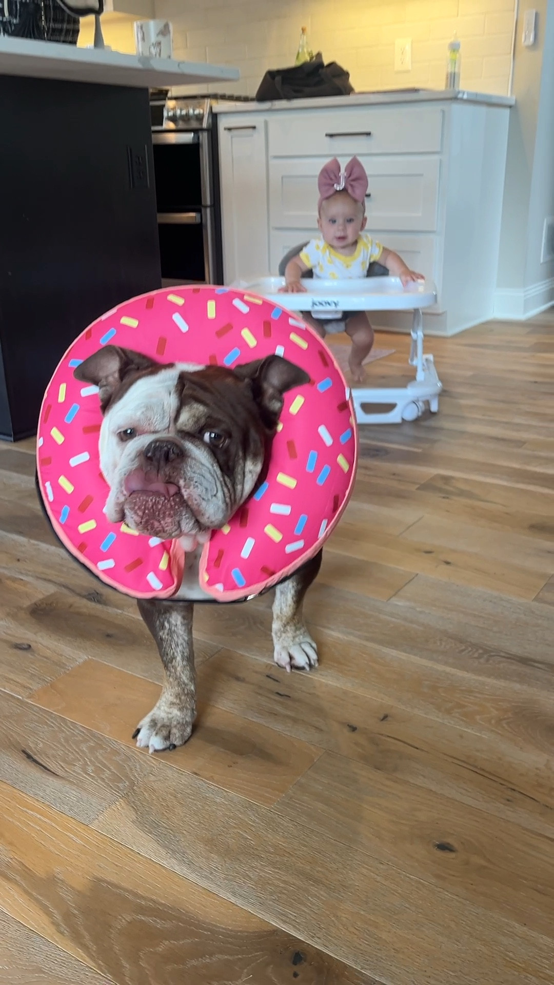 Instead of feeling sad every time I see him in a cone for the next few weeks while he recovers, I decided to giggle! This cone makes me smile so hard and fits him better than a plastic cone in my opinion.

*his surgery is on his hind knee and so he won’t be able to reach the stitches with this on but for his paws he would be able to*

#LTKStyleTip #LTKVideo #LTKHome