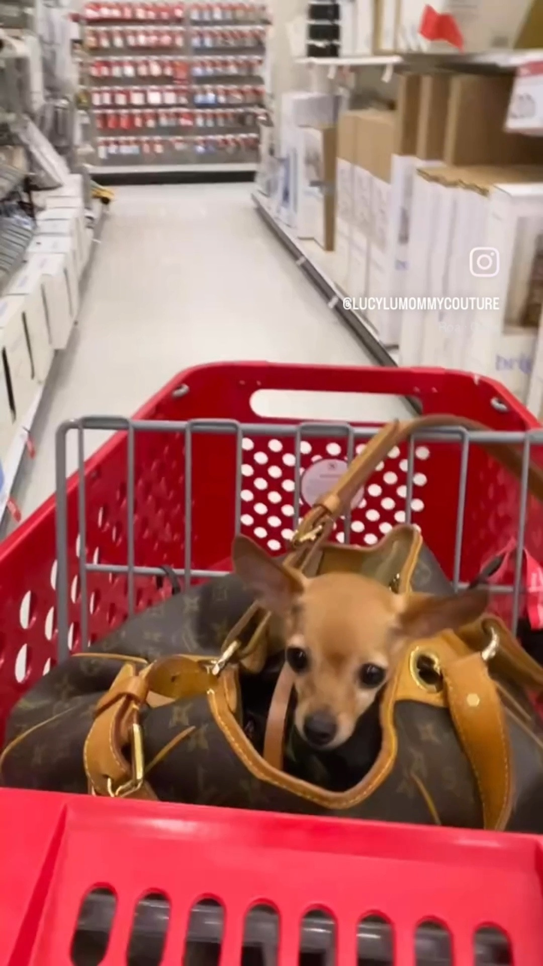 Come shop with Dodger and I for random house needs🛒