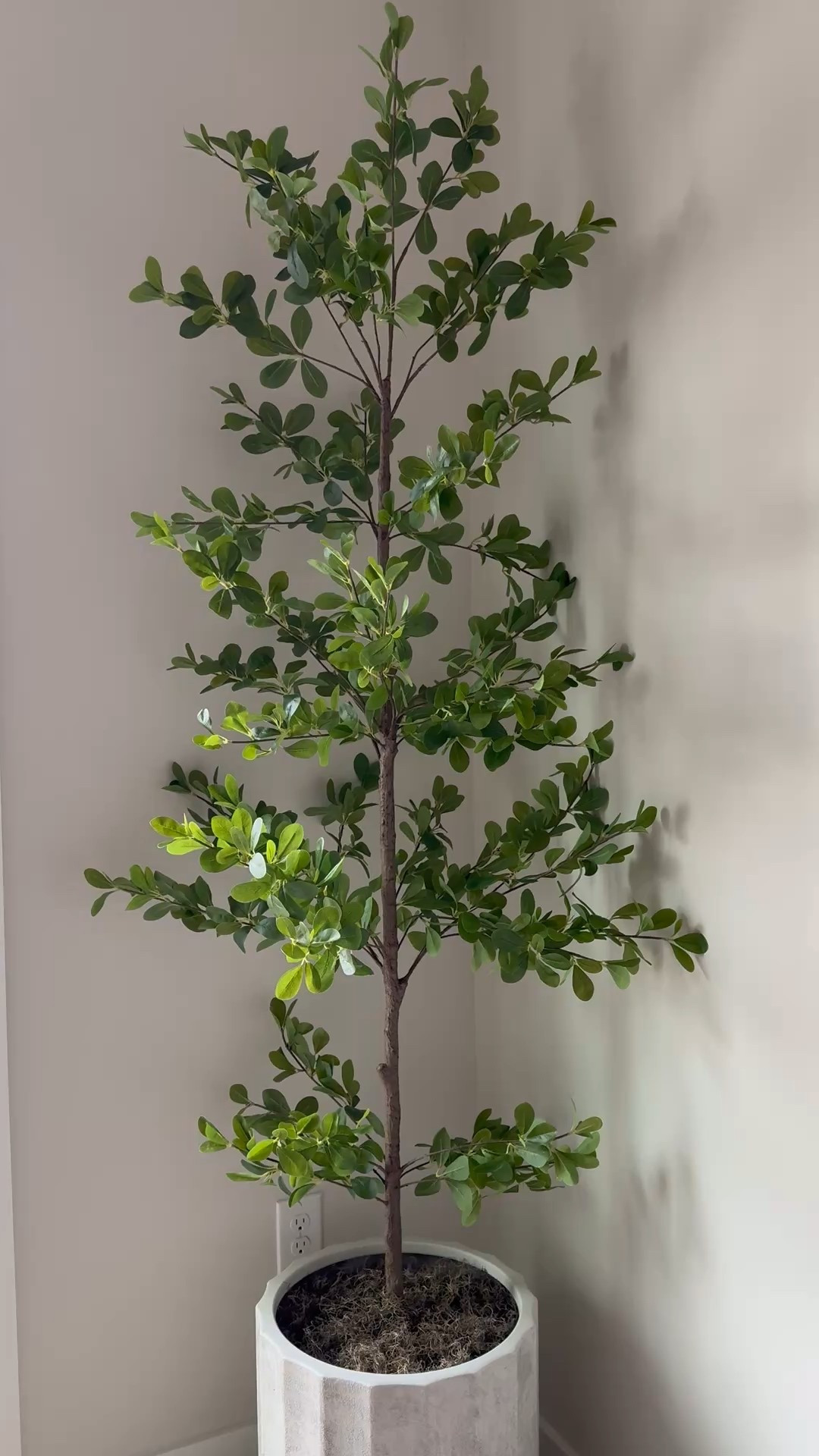 Shady lady tree, faux tree, faux concrete planter, planter, fake tree, ￼ dining room, decor, living room, decor, entryway, decor, bedroom, decor, ￼ fake trees, Amazon trees

#LTKSaleAlert #LTKSeasonal #LTKHome