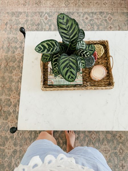 Coffee table decor! This plant is a prayer plant. It stands up at night!! Coffee table I got on clearance :( love it!!! Linking similar! 

Rug coasters candle shorts THEBLOOMINGNEST 

#LTKSeasonal #LTKsalealert #LTKhome