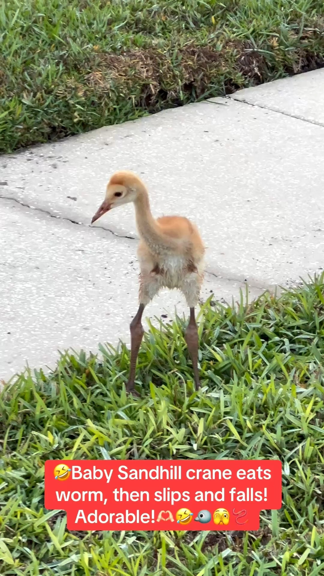 Walking in my Hoka sneakers this morning, I saw the baby Sandhill crane eat a worm and then slip and fall. Adorable!

Linking my Hoka sneakers!

#LTKSeasonal #LTKOver40 #LTKU #LTKActive #LTKfitnessgoals #LTKvlog 

