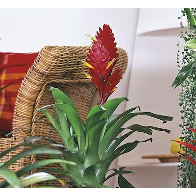 Mixed Bromeliads in 15-oz Plastic Pot Lowes.com | Lowe's