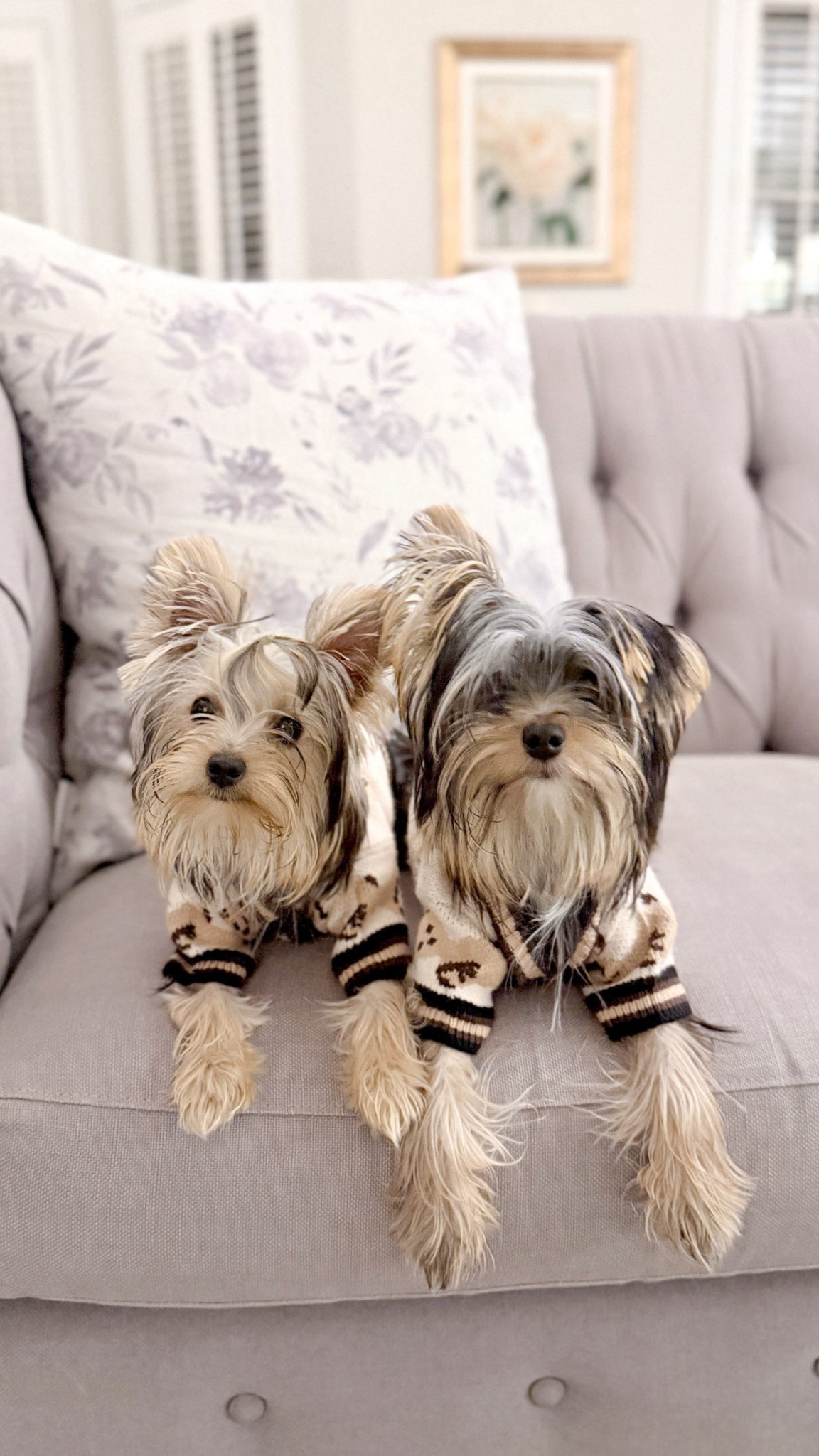 The cutest little beige and brown teddy bear sweaters for my two little Yorkies. They feature the sweetest little functional button down details, but can easily be put on or taken off without unbuttoning for getting them dressed quickly & easily. Also comes in blue or pink . Fall clothes, preppy dog, dog mom, Yorkshire terrier, small dog clothing

#LTKSaleAlert #LTKSeasonal #LTKPets