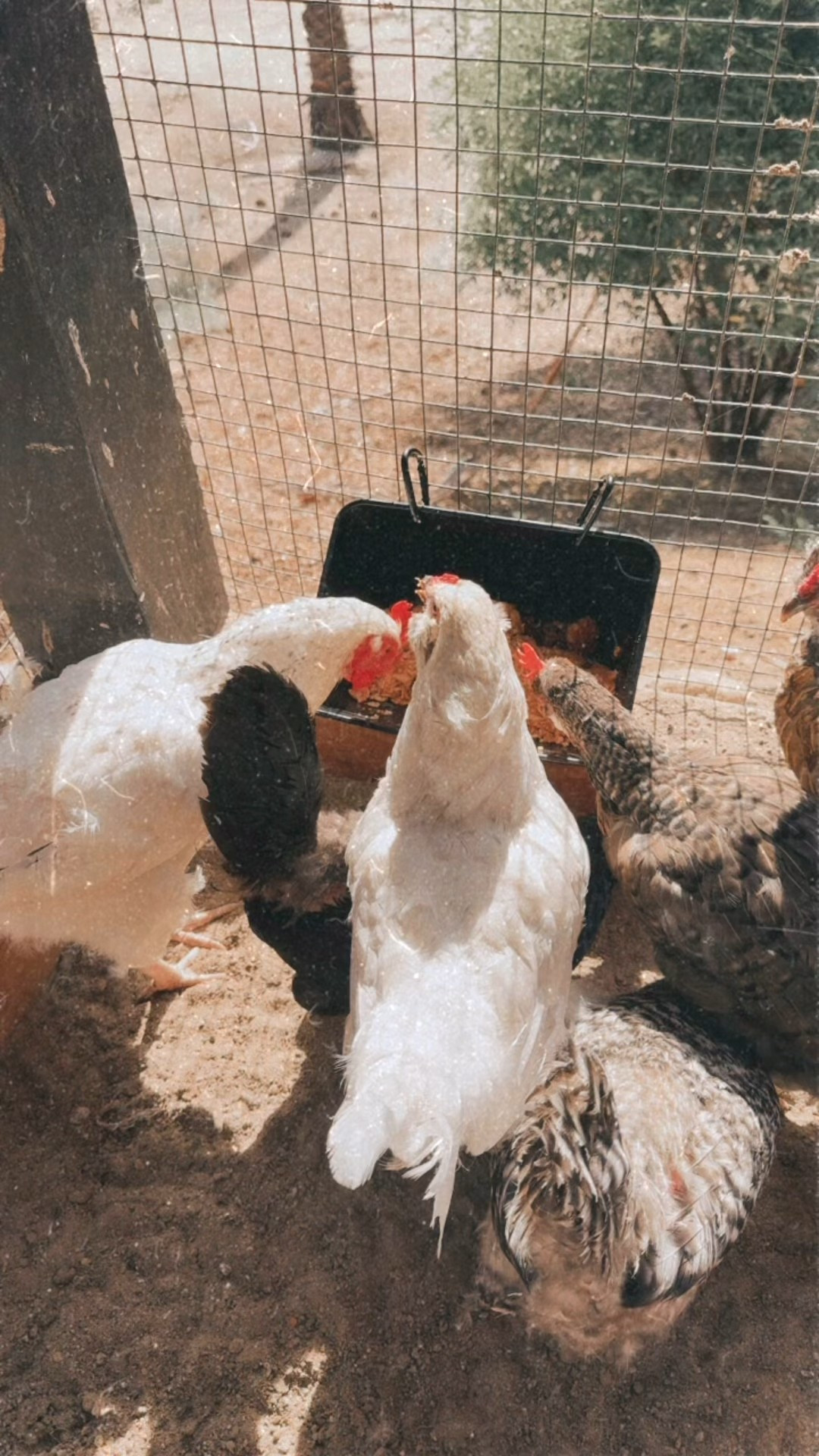 Got some new enrichment items for my chickens! I haven’t had a ton of time with a newborn so I’m trying to keep them happy! 💕🐓🪱
