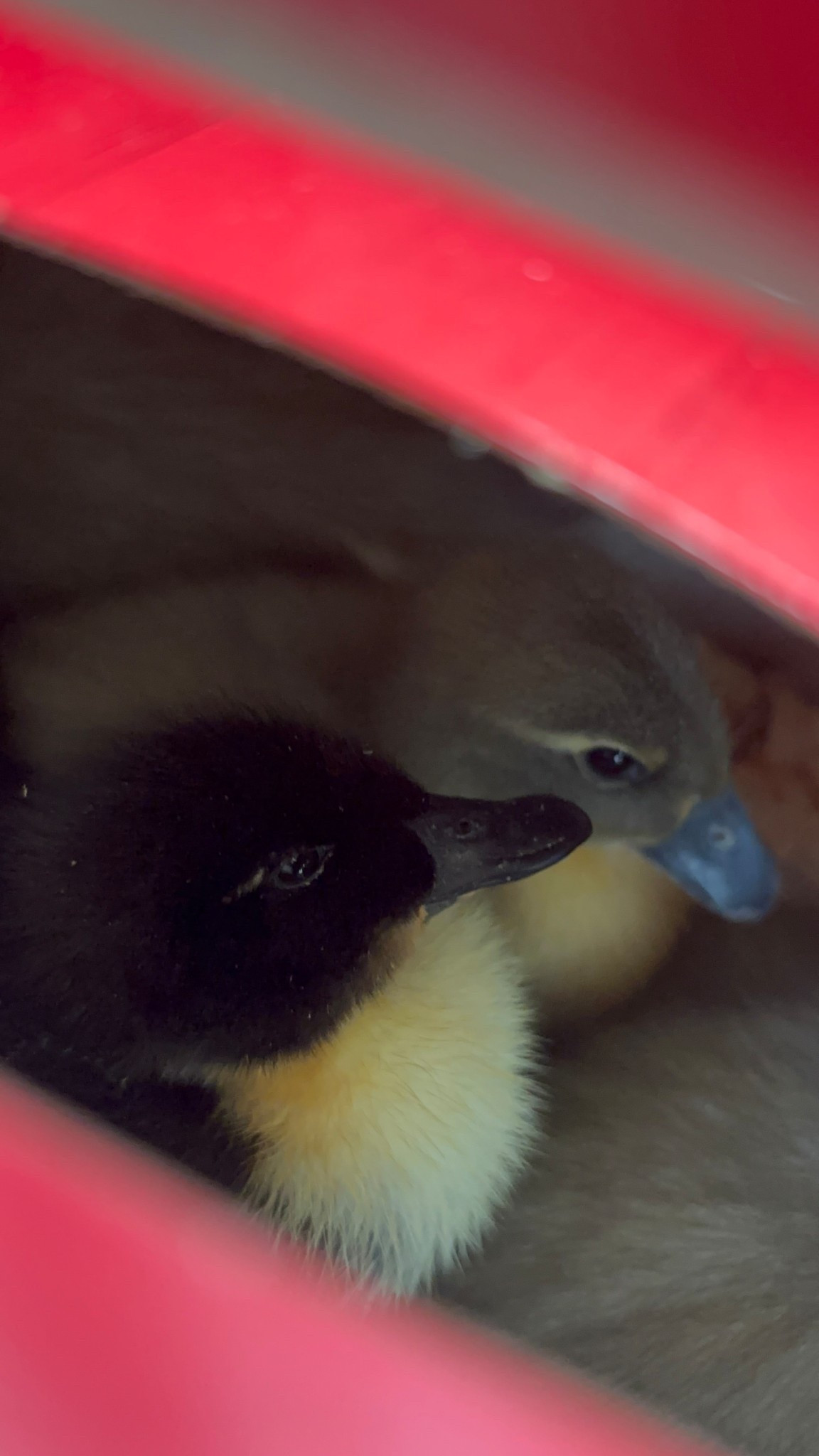 Welcome to the farm !! 🐥🐣

#LTKdayinmylife #LTKHome #LTKmomlife