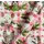 New!Red Shed  Farmyard Christmas Wrapping Paper, 40 in. x 75 in. | Tractor Supply