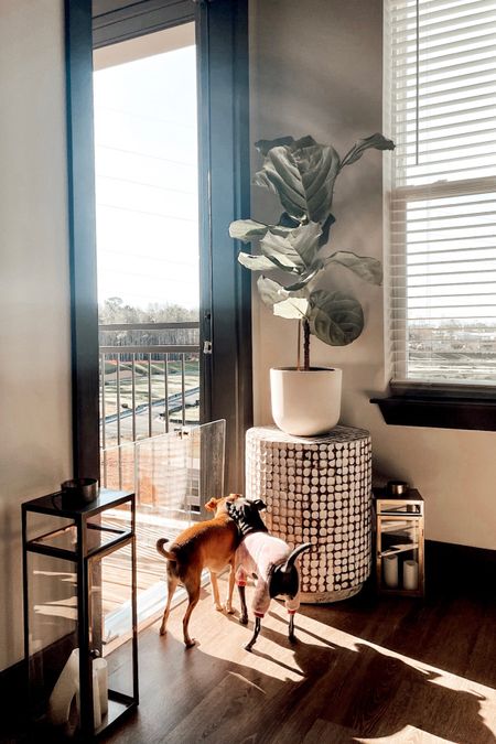Get ready for Spring Patio & Balcony Season with these clear pet gate options. Target. Wayfair. CB2. Petco

#LTKSeasonal #LTKhome #LTKstyletip