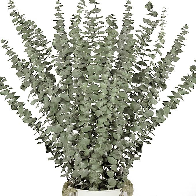 16 Pcs Dried Eucalyptus Plant Stems for Shower, 17" Real Eucalyptus Branches, 100% Natural Eucaly... | Amazon (US)