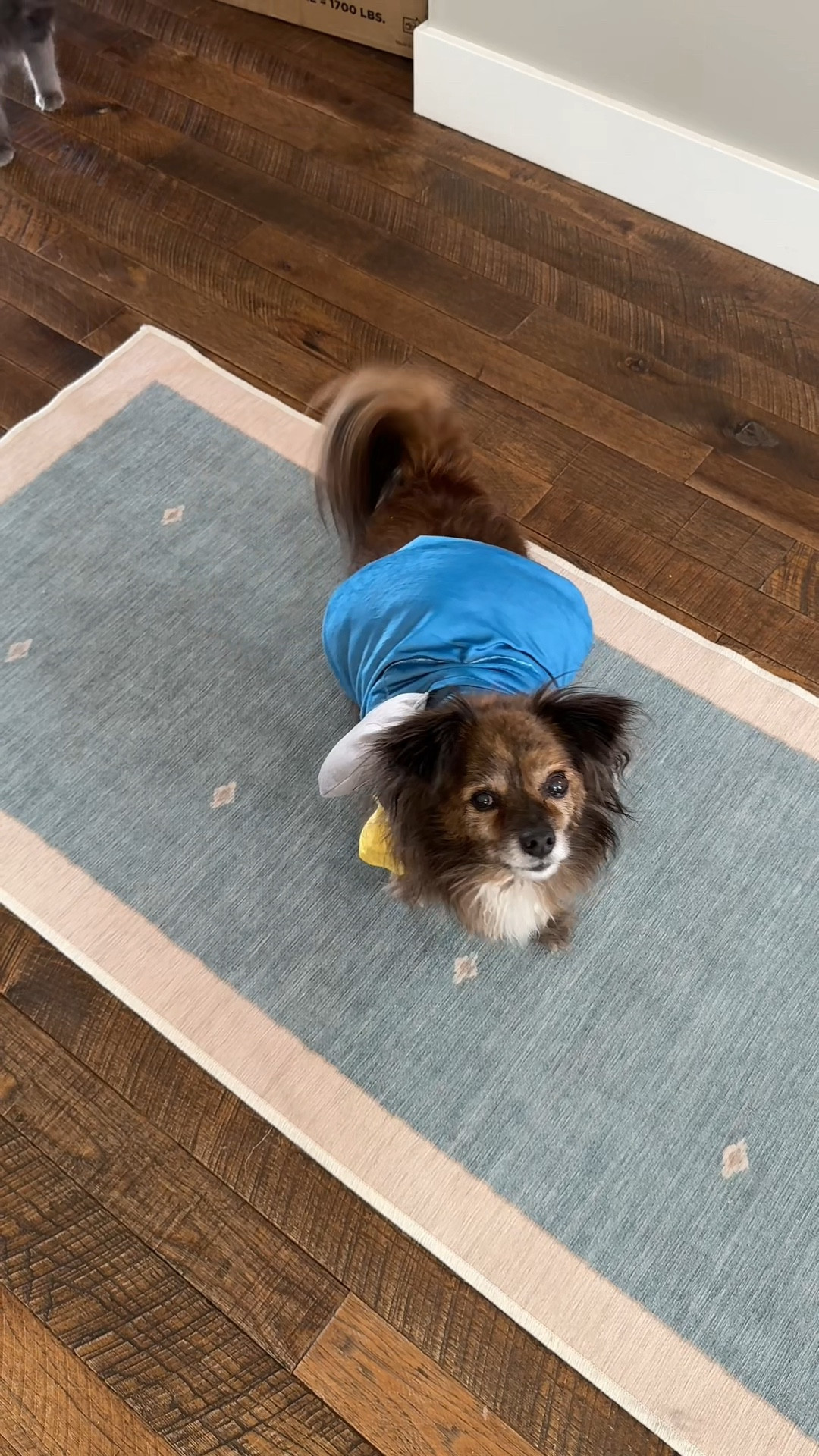 A minion, a witch, and a bat. All from @petco’s bootique which has so many amazing Halloween and fall finds for your pets!! #ad #petcopartner 

#LTKHalloween #LTKFindsUnder50 #LTKSeasonal