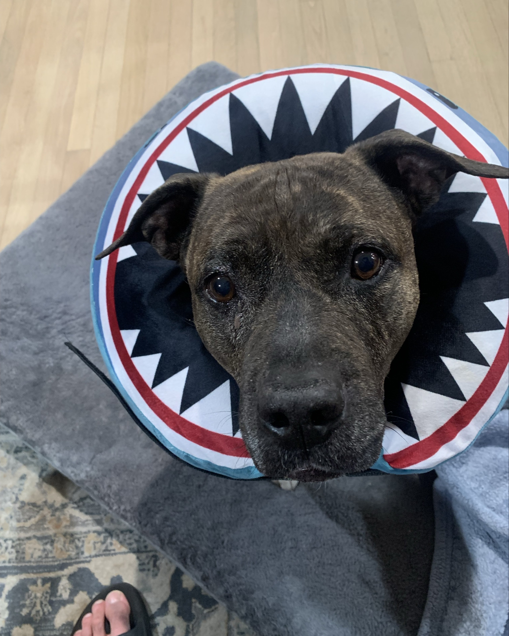 Gifts for the Fur babies. They need raincoats too 🐾

#LTKWatchNow #LTKHome #LTKFamily