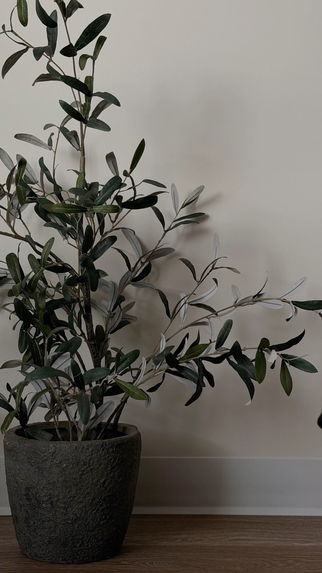 Faux Olive Trees~


Similar styles available at Target ❤️








#fauxplants #target #indoorplants #olivetree #trending

#LTKHome