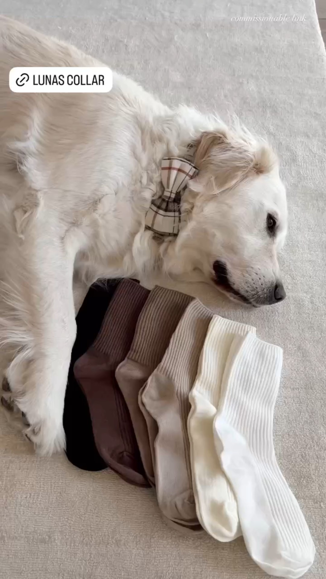 Sharing lunas collar🤎🐶

#LTKPets #LTKStyleTip #LTKHome