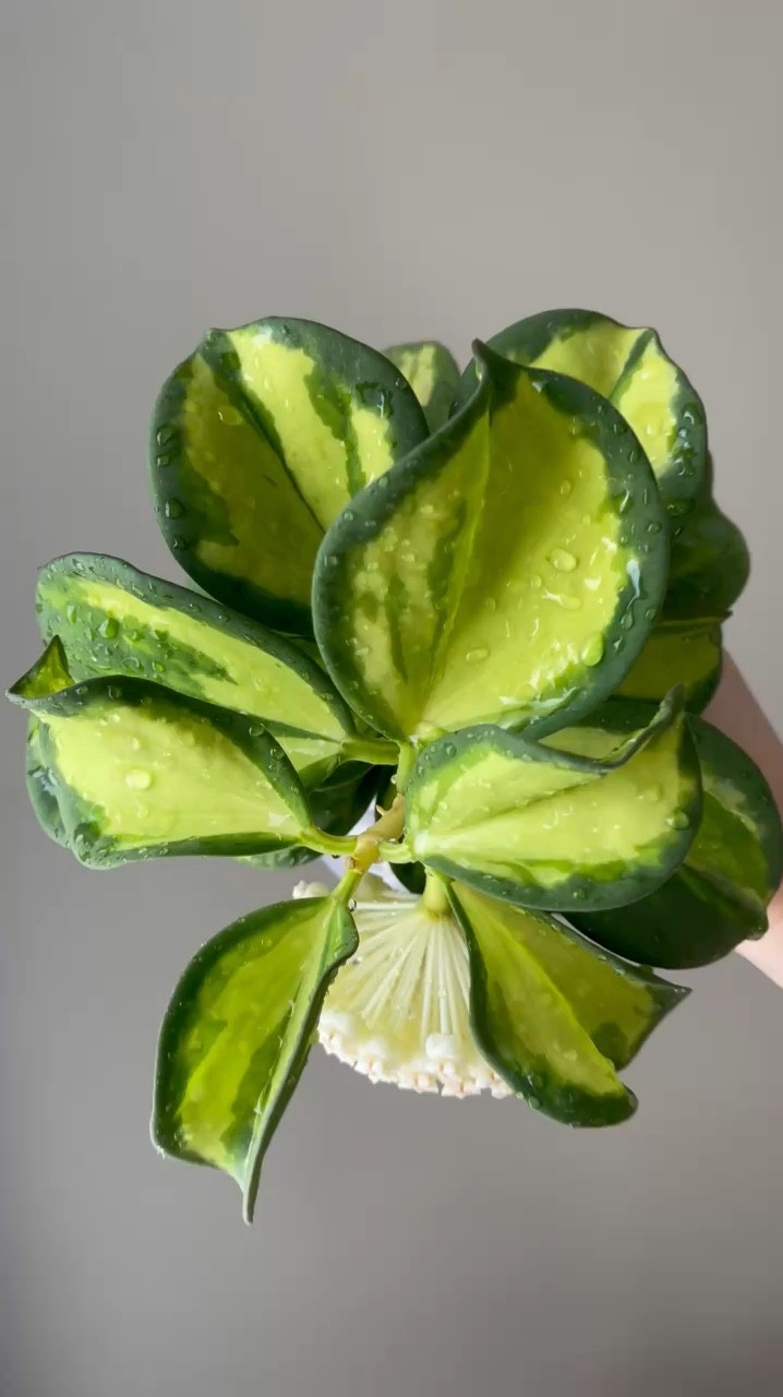 This #hoyapachycladavariegata is a bit of a slow grower, but I’m ok with that. I love the look of it just as it is. This one is certainly on top 10 favorites list. It’s a slow grower so it constantly stays in this beautiful controlled shape!

The name of this one was changed recently but I still refer to this one by its old name. But it’s time to move on, so I’ve referenced both names! Here are some of the names we can use for this hoya: #hoyasubquintuplinervis aka #hoyapachyclada, #hoyapachycladainnervariegated aka #hoyasubquintuplinervisvariegata 

Liz’s personal experience only…every environment is different:
🪴Light: under a grow light
🪴Water: when dry
🪴Avg Temp last 30 days: 74F
🪴Relative Humidity last 30 days: 45%
🪴Fussy: not for me
🪴Rate of growth: slow
🪴Rareness: not easy to find at all
🪴Pot size: 3” clear pot 
🪴Growing Medium: coco husks with a tad bit of coco coir mixed in
🪴Fertilizer frequency: I use a nutrient diverse fertilizer that is perfect for Hoyas! I use it about every other watering while I’m seeing active growth. I stop if the plant is dormant. This fertilizer contains macro & micronutrients, it’s the best I’ve found for hoyas!
🪴Time In My Care: 2 months 
🪴Would Liz recommend this one: yes!

#ilovehoyas #hoyacollector #hoyahead #hoyaappreciation #hoyacollection #plantsmakemehappy#hoyalover #ihavethisthingwithplants #hoya #easilydistractedbyplants #hoyacollection #rareplants #plantoftheday #plantsmakepeoplehappy #plantcare #planttips #themoreyouknow 

#LTKFindsUnder100 #LTKFindsUnder50 #LTKHome