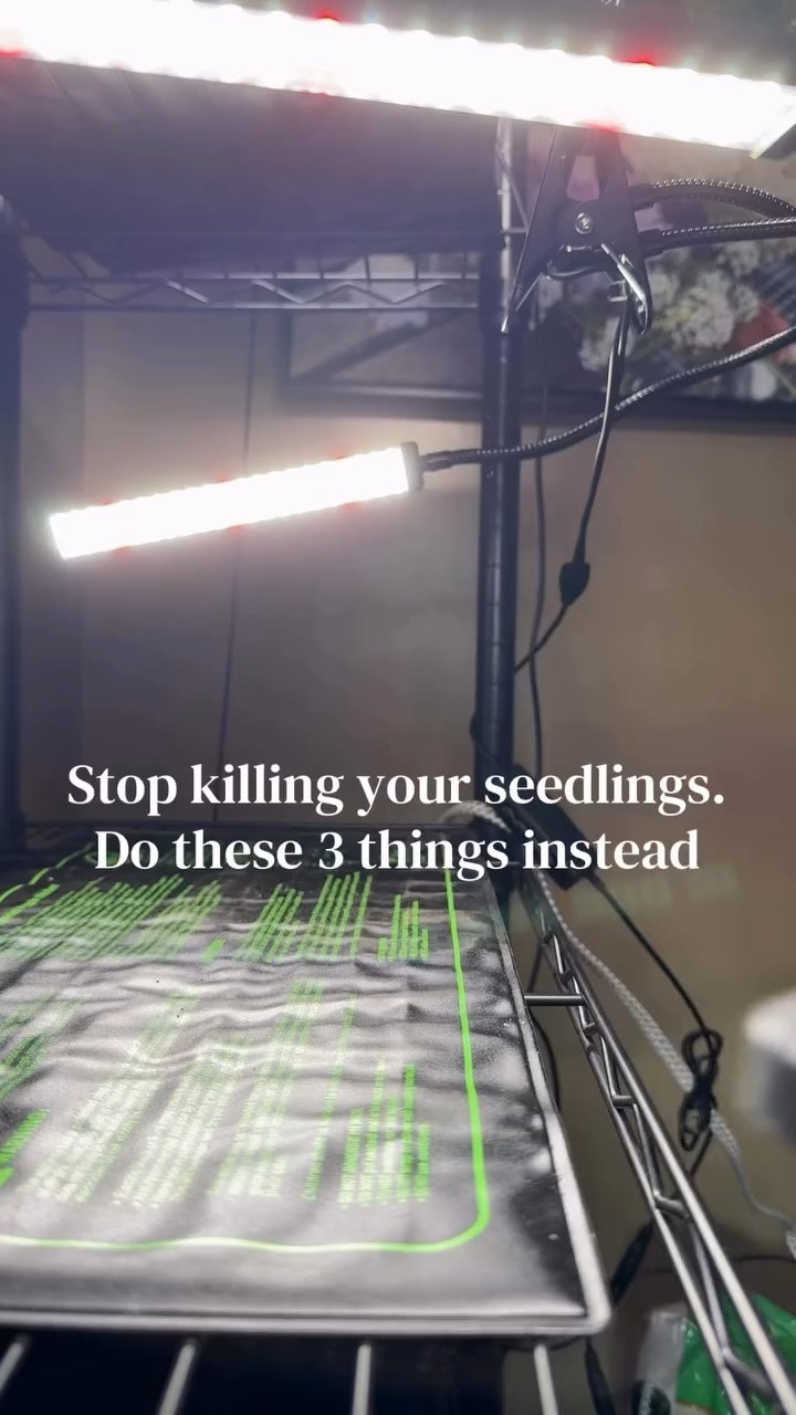 🌱 1. Don’t Overwater

Most seedlings die from too much love.
	•	Soil should feel like a wrung-out sponge
	•	Bottom water when possible
	•	Let the top slightly dry between watering

💡 In Minnesota’s late winter, dry indoor air can trick you into overwatering.

⸻

💡 2. Light Is EVERYTHING

A sunny window isn’t enough this time of year.
	•	Keep grow lights 1–2 inches above seedlings
	•	14–16 hours per day
	•	Raise lights as plants grow

Leggy seedlings = not enough light.

⸻

🌡 3. Warm Soil = Better Germination

Especially for peppers & tomatoes.
	•	Use a heat mat
	•	Ideal soil temp: 70–80°F for warm crops
	•	Remove heat once seeds sprout

Cold soil = slow or uneven germination (very common in Zone 4 homes).