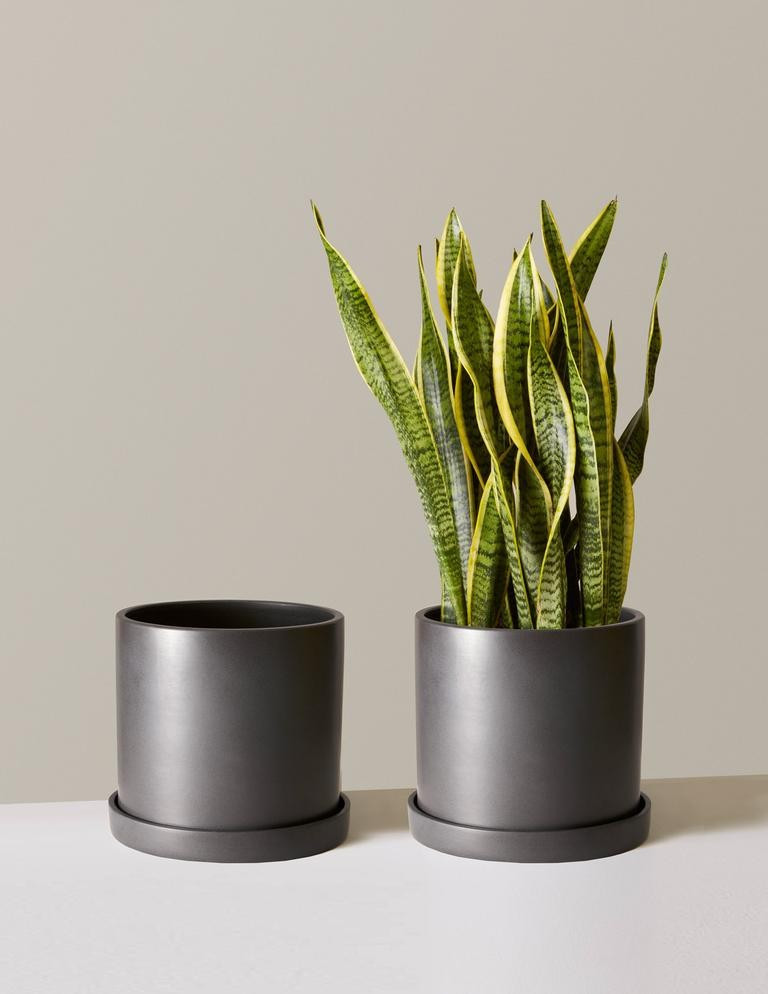 Hyde Planter | The Sill