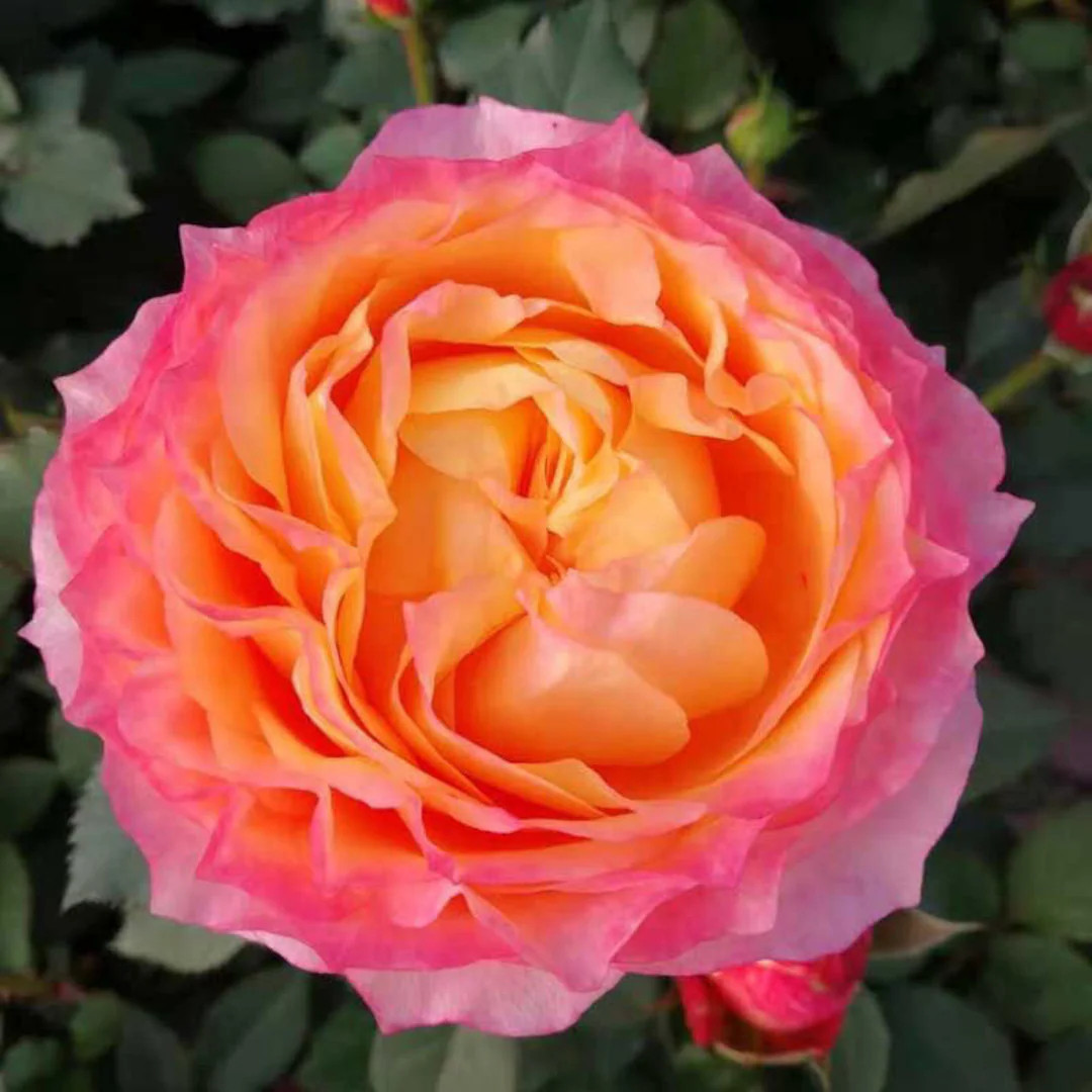 Rose Fire X-pression 大花美人 Pretty cut rose. | Etsy (US)