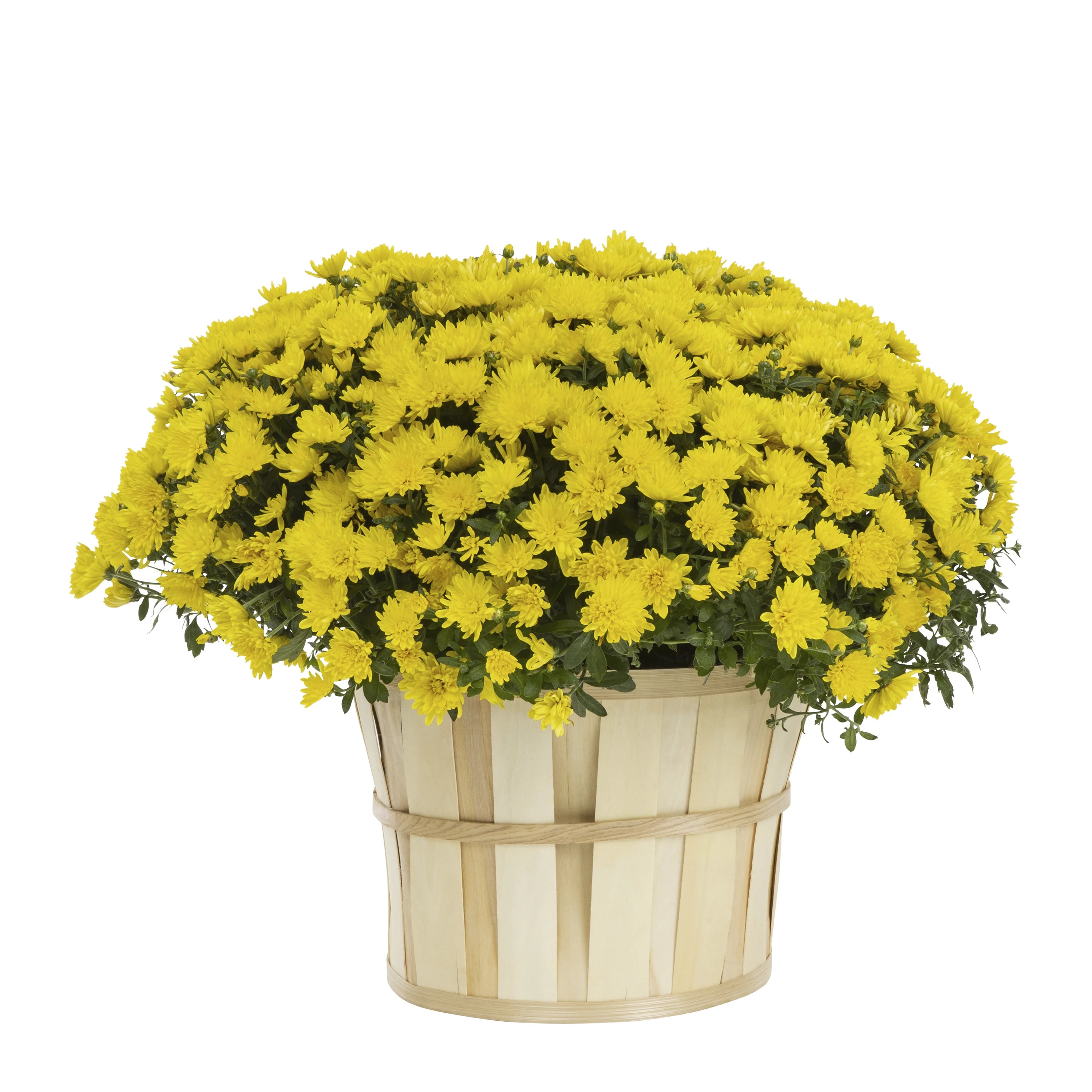 Better Homes & Gardens 2.5G Yellow Garden Mum Live Plants with Decorative Pot | Walmart (US)