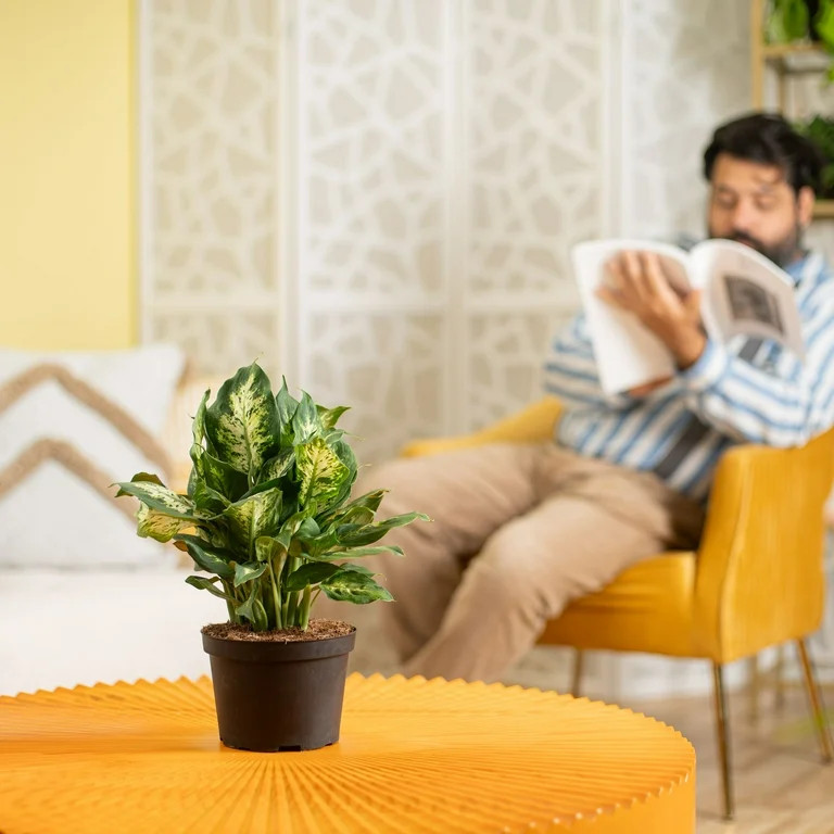 Expert Gardener Assorted Foliage, Live Indoor Plant, 6-Inch Grower Pot, Indirect Light | Walmart (US)