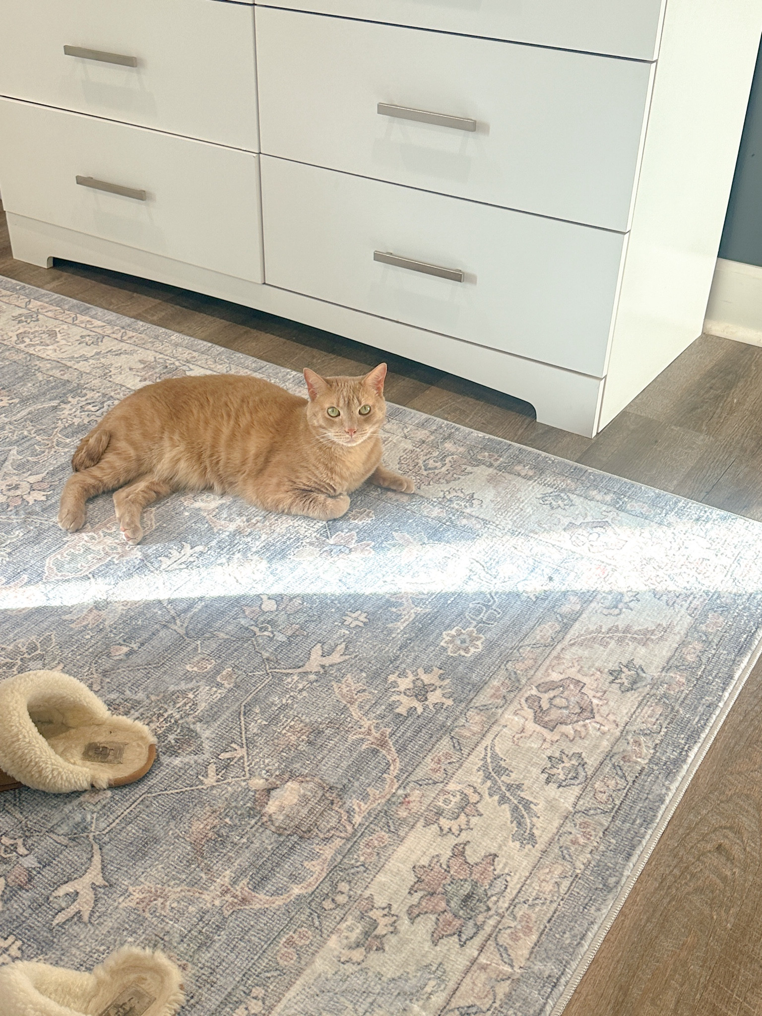 Java approves of the new rug from Walmart !! walmart rugs so underrated !

#LTKFamily #LTKSeasonal #LTKSaleAlert