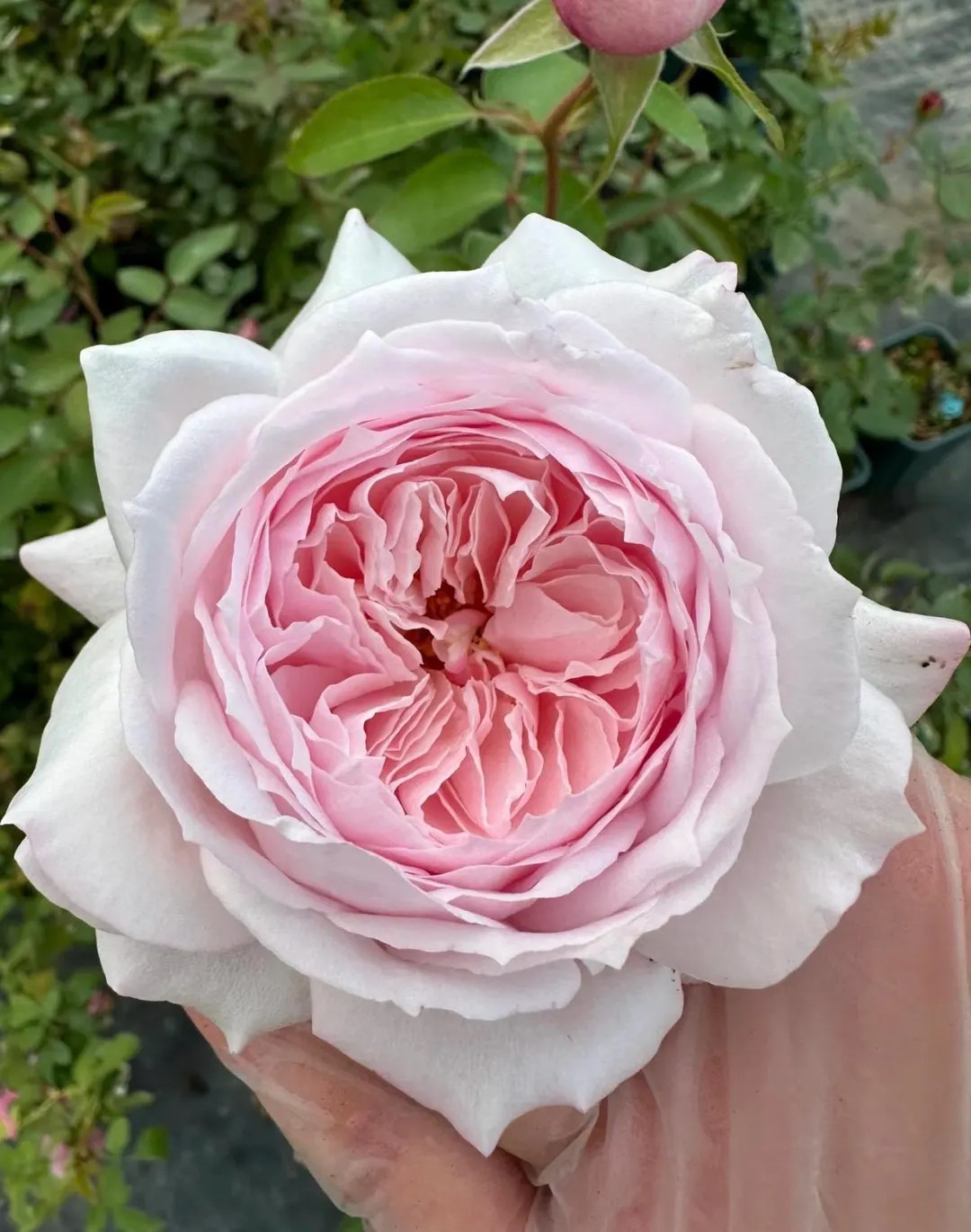 Cherry Antique — Rare Rose Live Plant — Intense Fragrance — Vintage Pink Ruffled — Japane... | Etsy (US)
