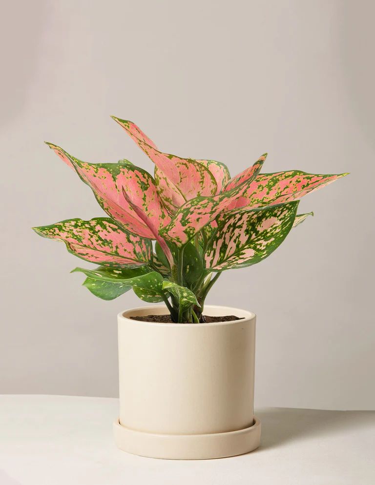 Aglaonema Wishes | The Sill