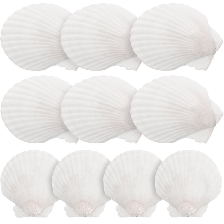 10pcs Scallop Shells DIY Seashell DIY Craft Material DIY Wedding Home Decoration - Walmart.com | Walmart (US)