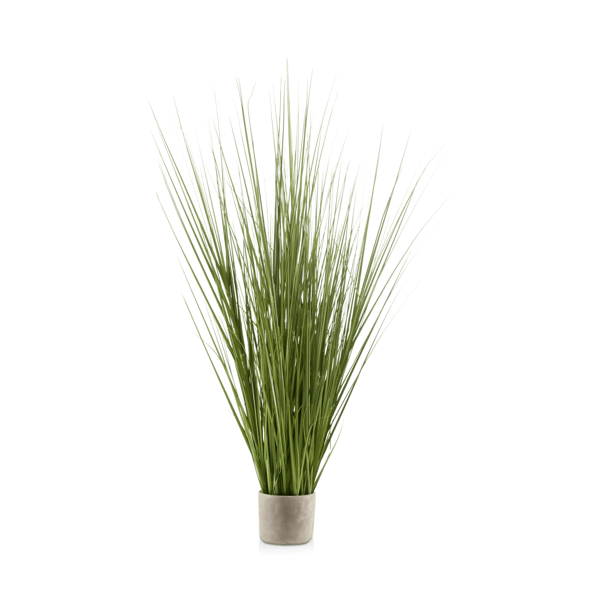 Tall Grass in Cement Pot | Bouclair