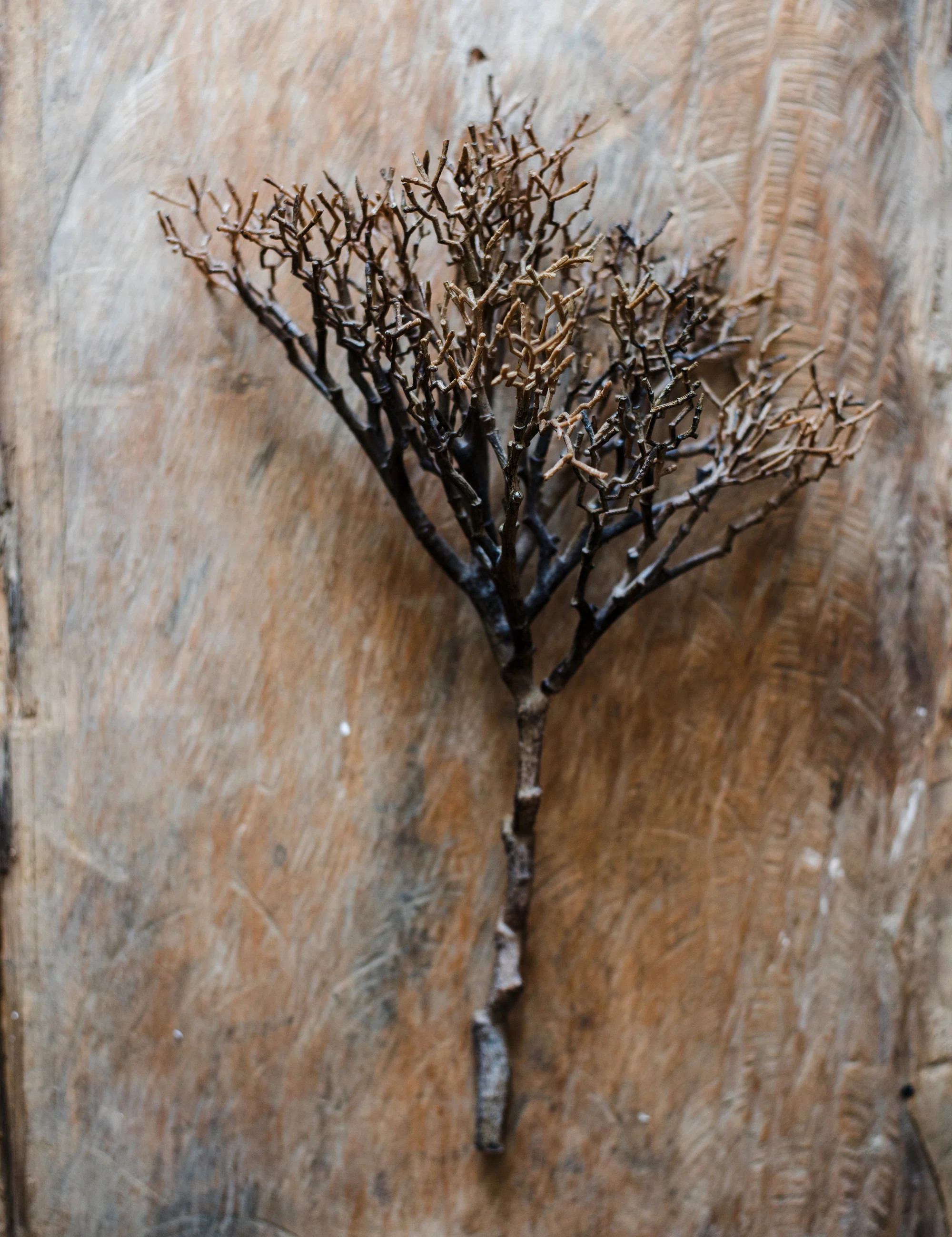 Twig Coral Arrangement | Wayfair North America