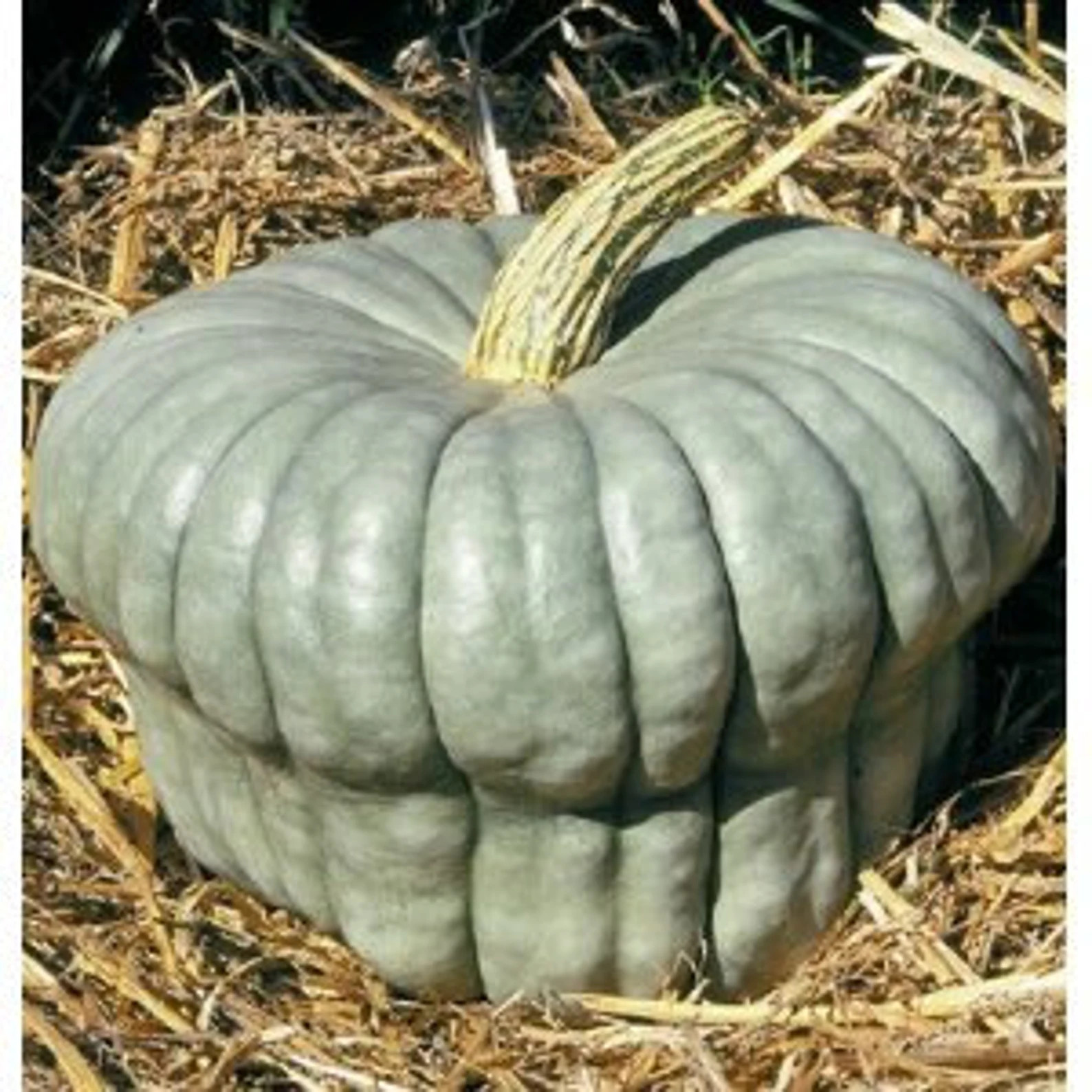 VSQWQUEENSLAND BLUE Squashseedfeeds the Whole - Etsy | Etsy (US)