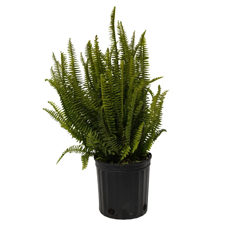 Expert Gardener Perennial Kimberly Fern Spring Live Plants Outdoor, 1.5 Gallon Pot | Walmart (US)