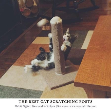 The Best Cat Scratchers | Is your cat scratching at your furniture? Curb unwanted scratching with these great cat scratchers, including aesthetic cat towers and affordable finds from Chewy & Amazon:

#LTKU #LTKfamily #LTKhome