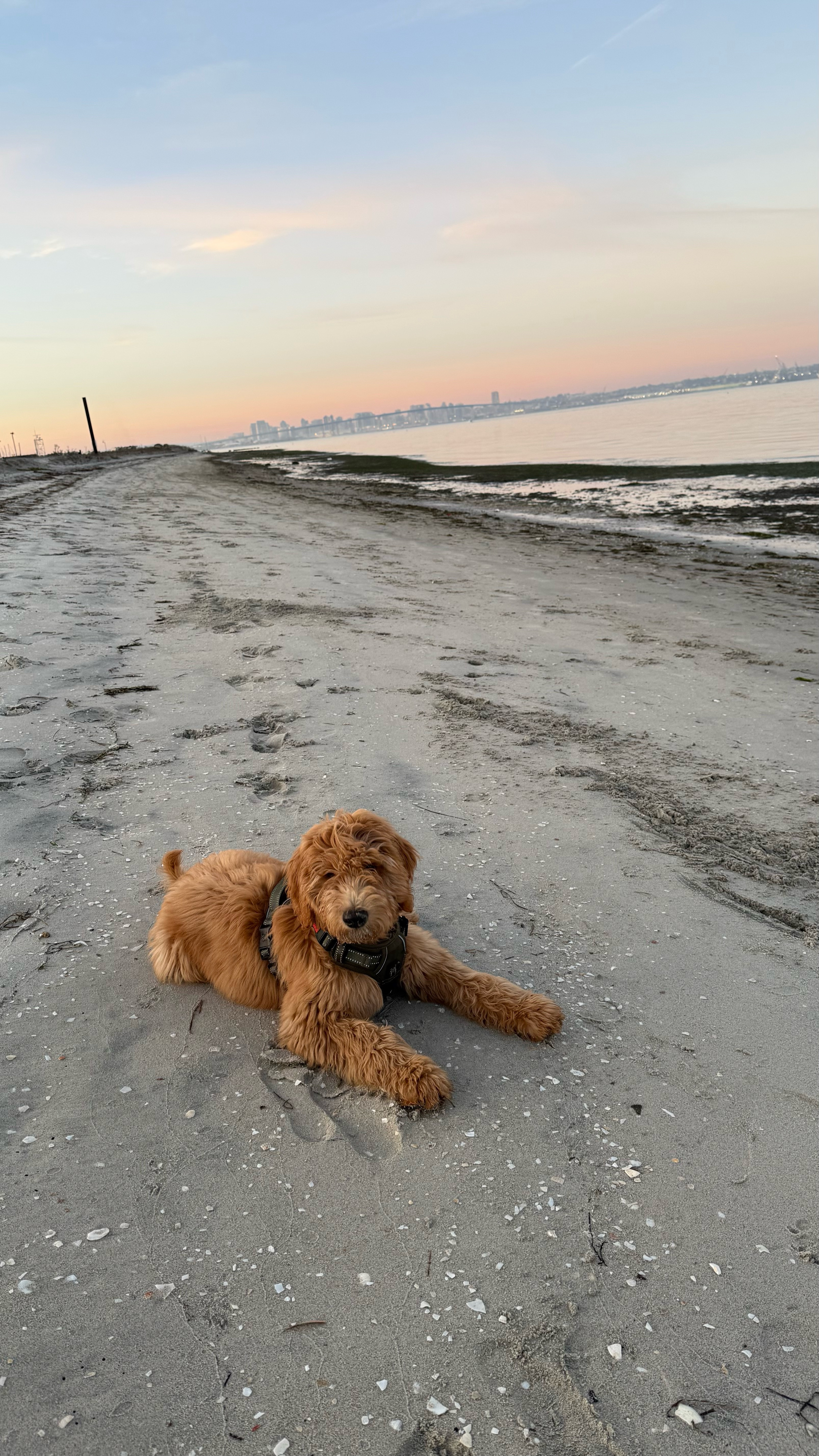 Favorite harness for Buddy Boy. 

#dogessentials #dogharness #beachdog #goldendoodle #puppy

#LTKPets #LTKActive #LTKFamily