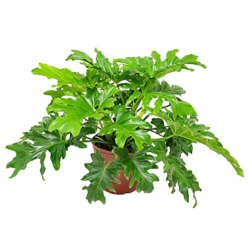 Philodendron Selloum - Tree Philodendron Plant Live - Philodendron House Plants - Overall Height ... | Amazon (US)