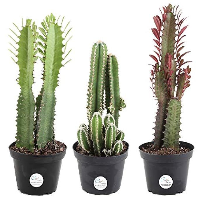 Costa Farms Euphorbia Cactus, Live Indoor Plants, Cactus Décor, Ships in 4-Inch Grower Pot, 10 to 12 | Amazon (US)