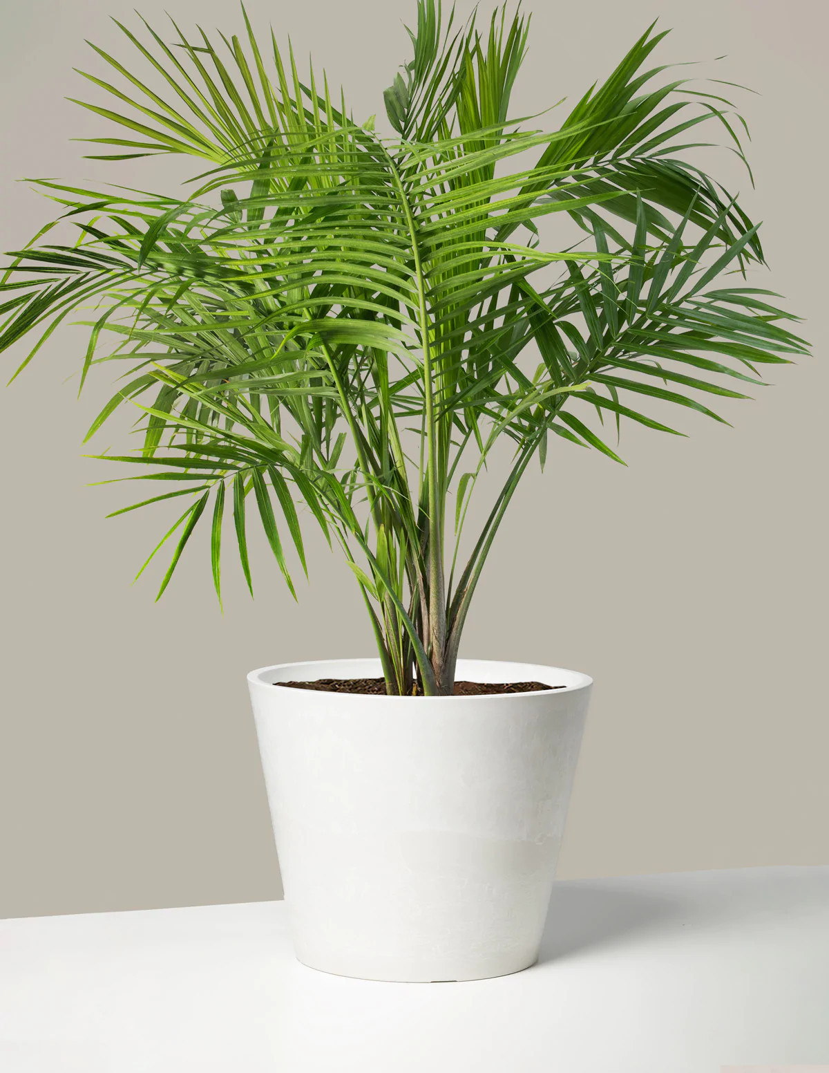 Large Majesty Palm | The Sill